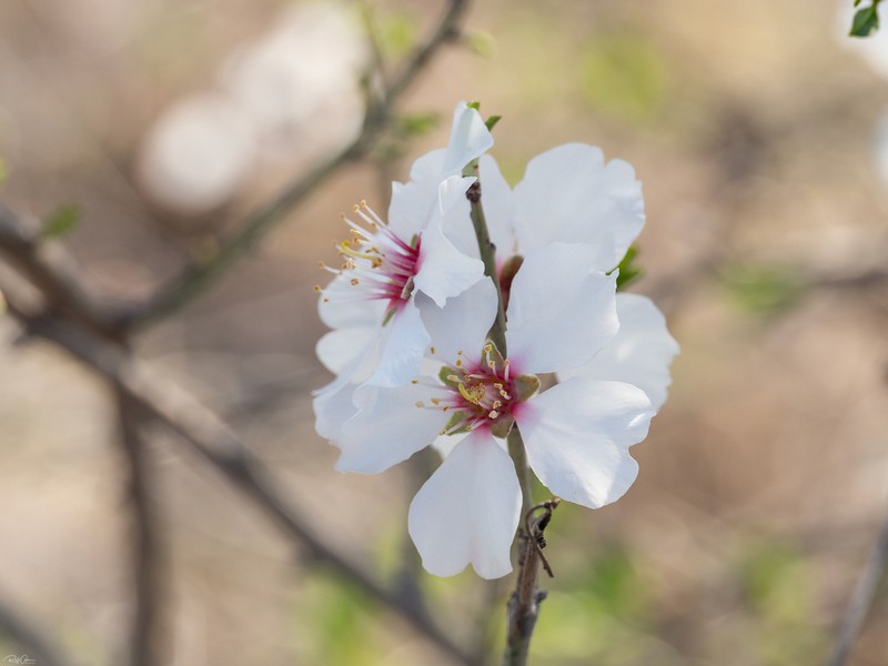 Prunus korshinskyi photo 6