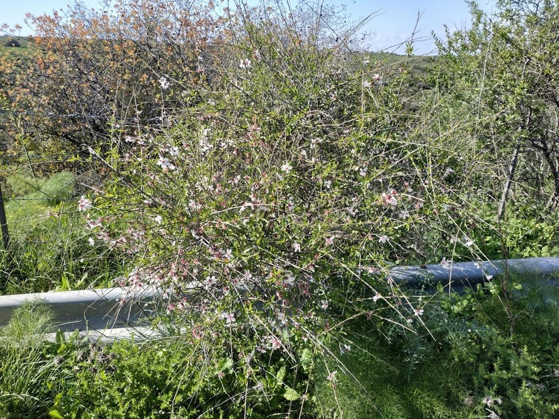 Prunus korshinskyi photo 7
