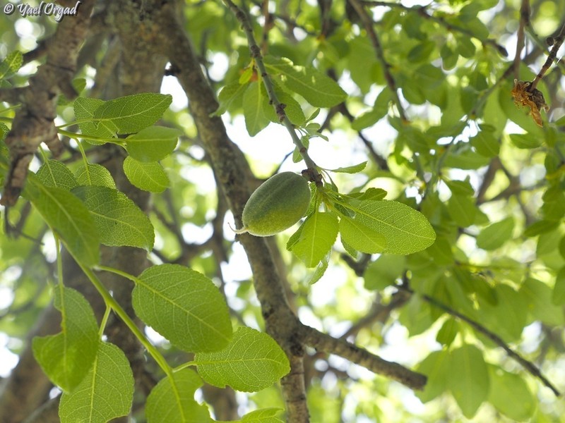 Prunus korshinskyi photo 8