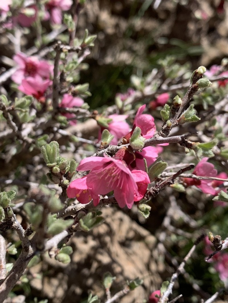 Prunus kotschyi