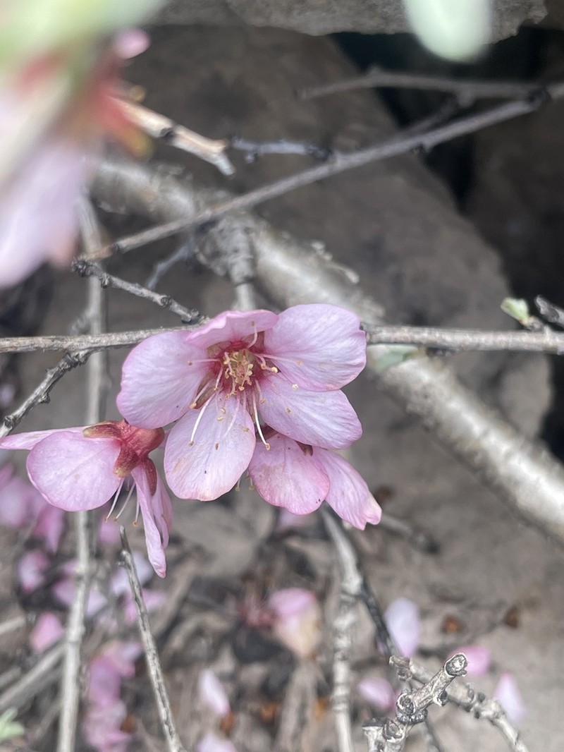 Prunus kotschyi photo 4