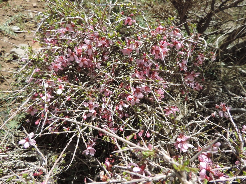 Prunus kotschyi photo 5