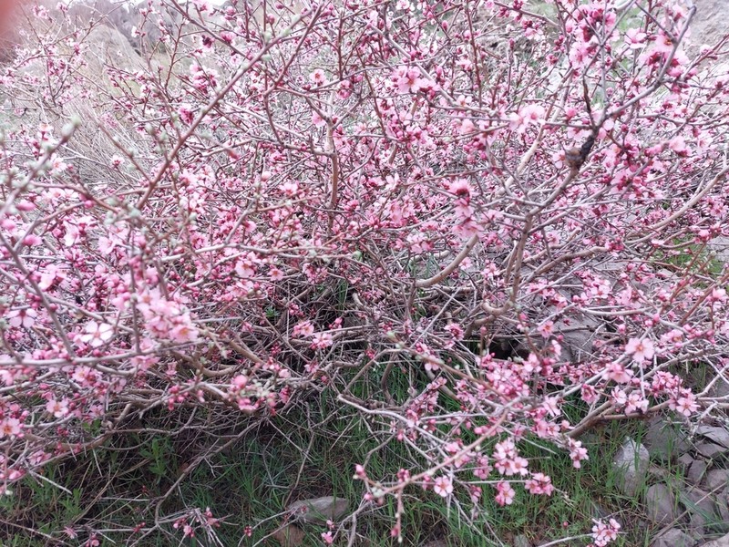 Prunus kotschyi photo 8