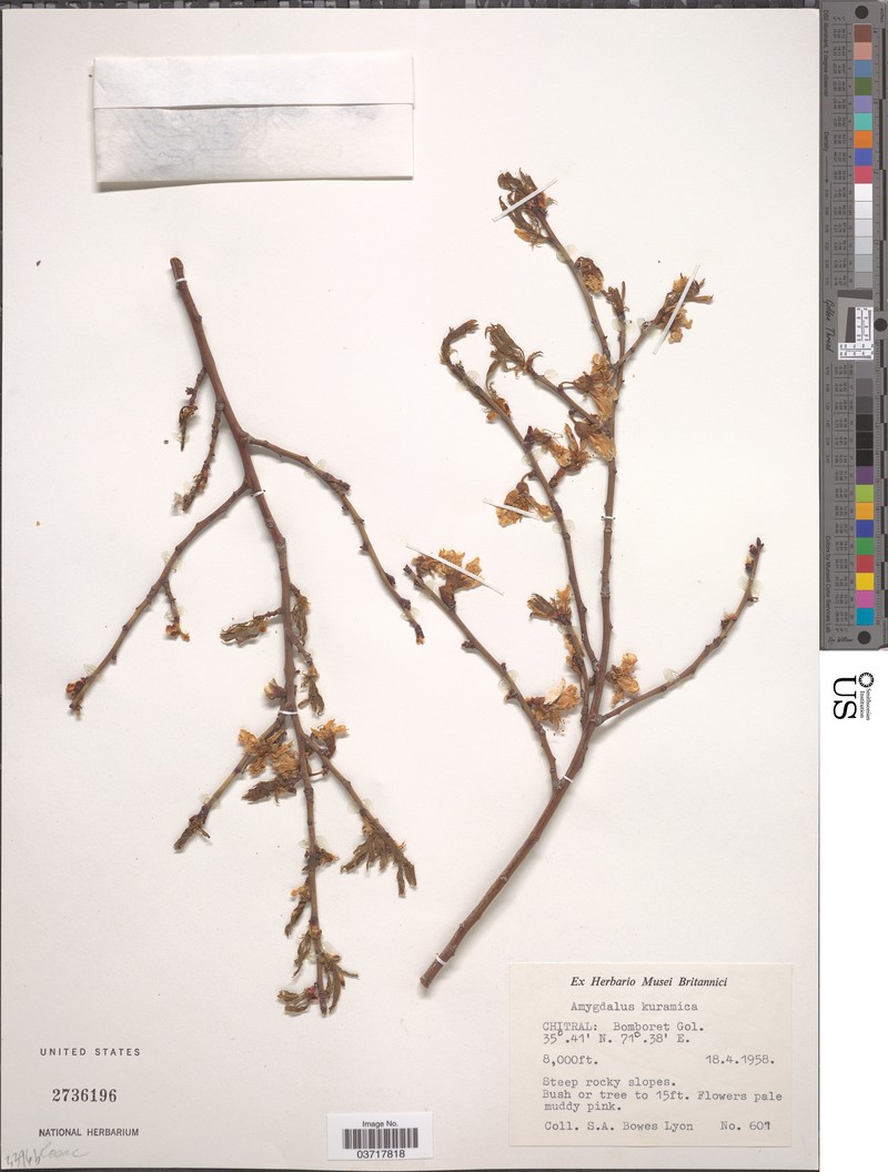 Prunus kuramica