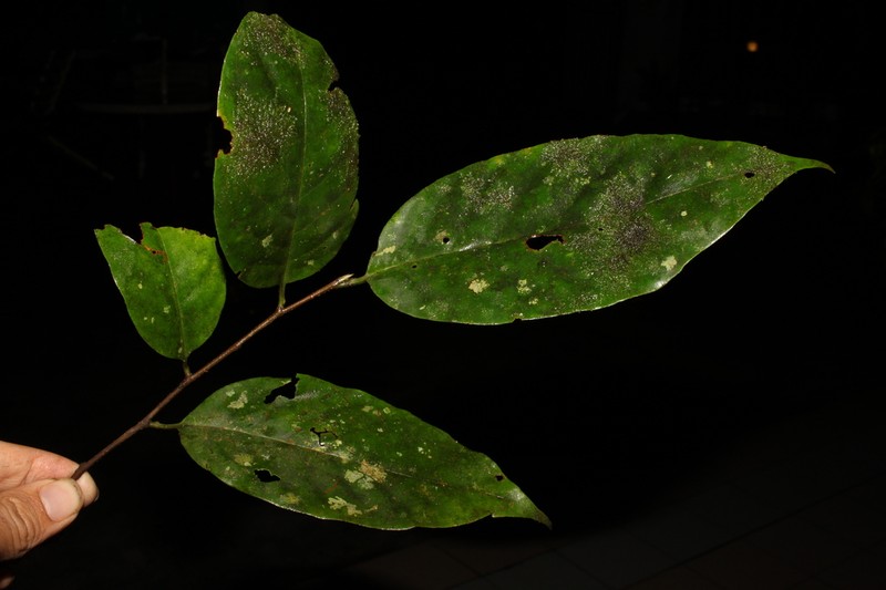 Prunus lamponga