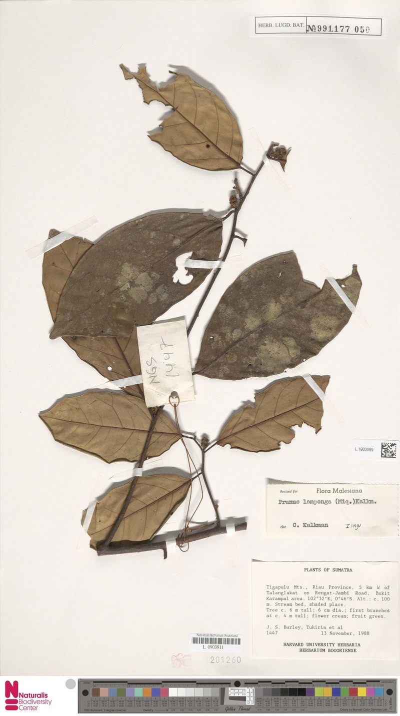 Prunus lamponga photo 2