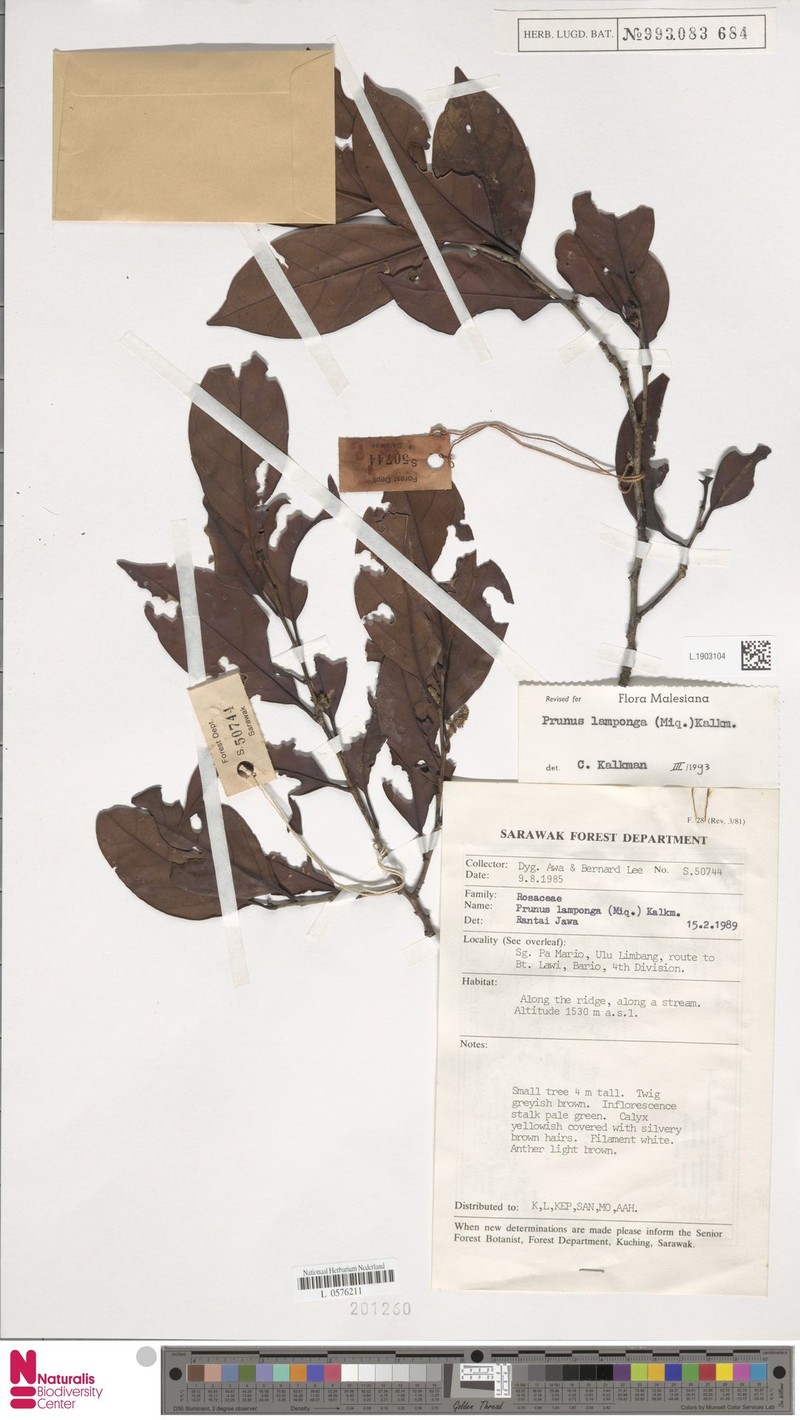 Prunus lamponga photo 4