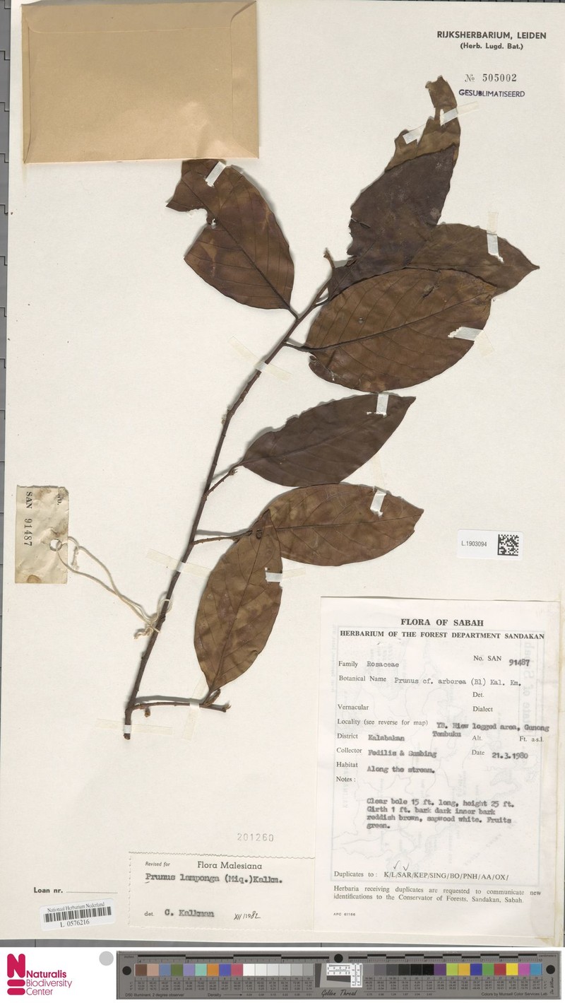Prunus lamponga photo 5