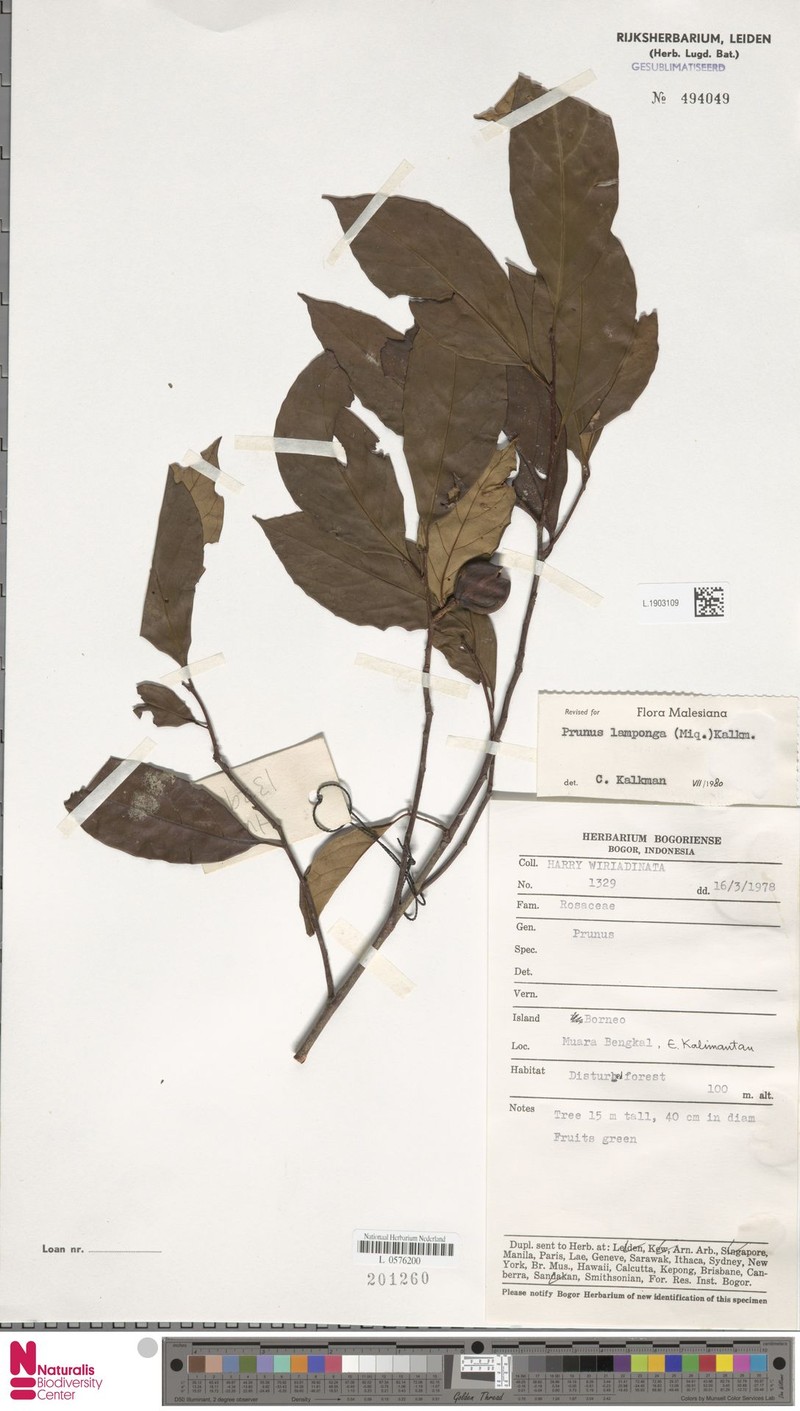 Prunus lamponga photo 6