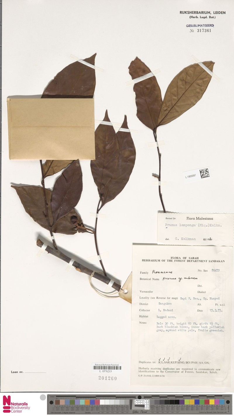 Prunus lamponga photo 8