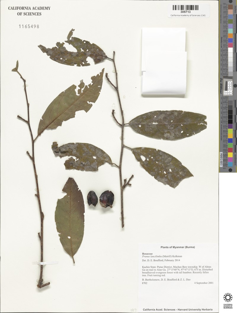 Prunus lancilimba