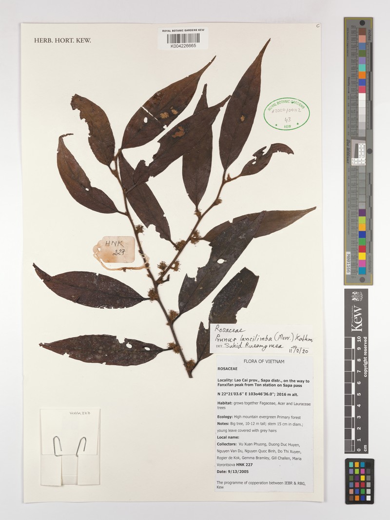 Prunus lancilimba photo 2
