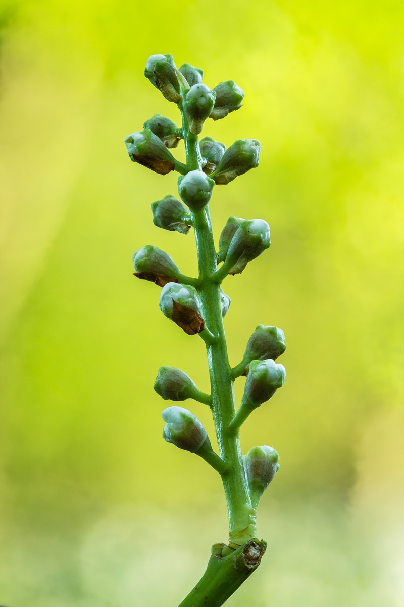 Cherry Laurel photo 2