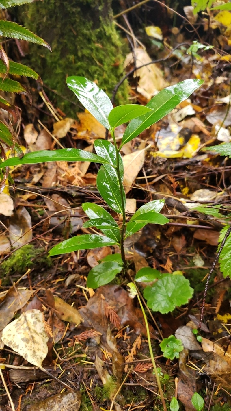 Cherry Laurel photo 3