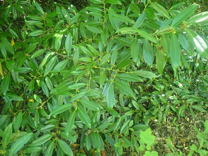 Cherry Laurel photo 4