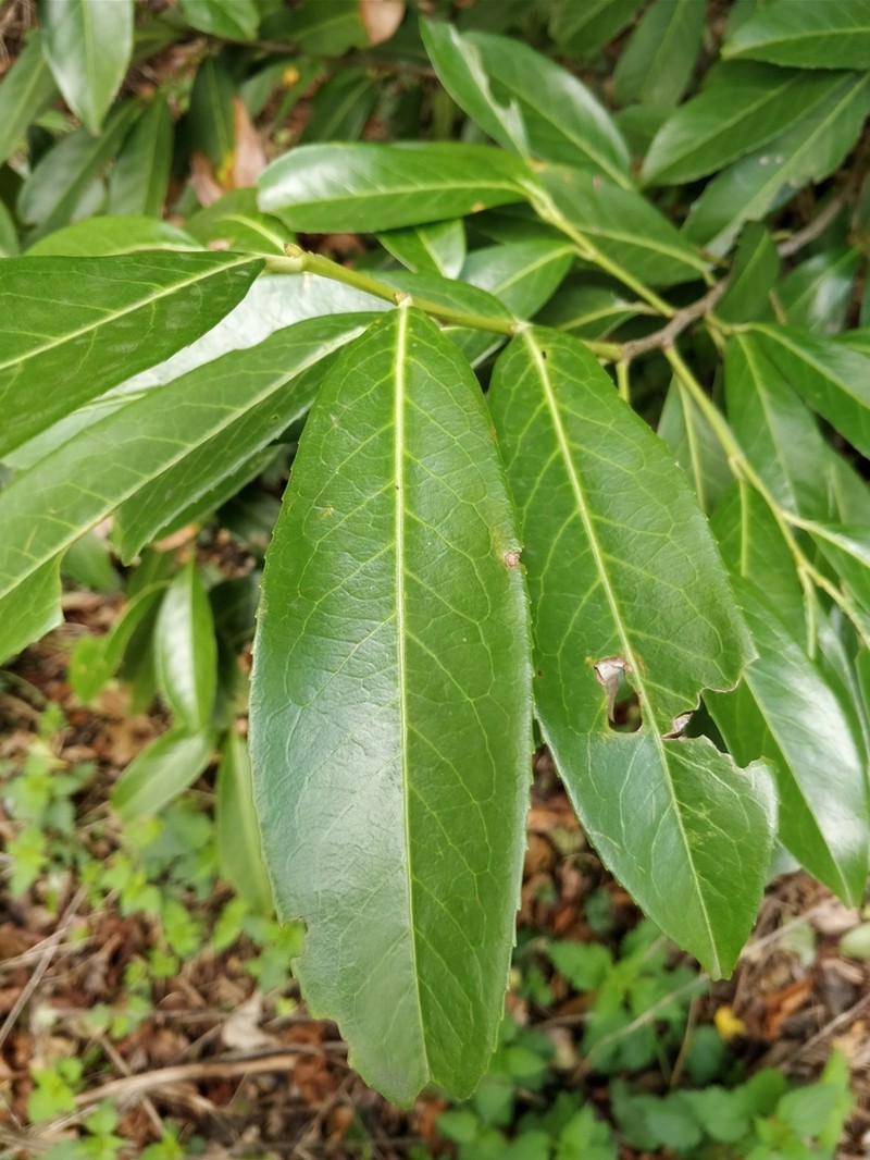 Cherry Laurel photo 5