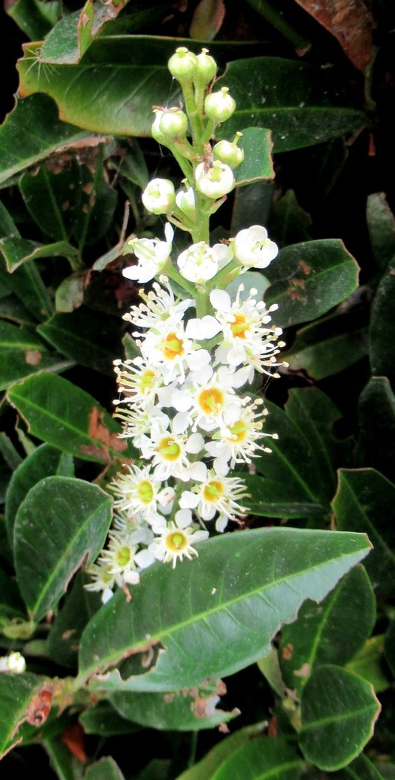 Cherry Laurel photo 6