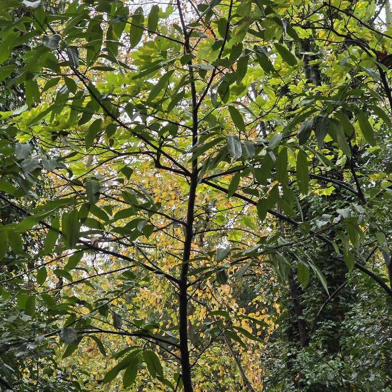 Cherry Laurel photo 7