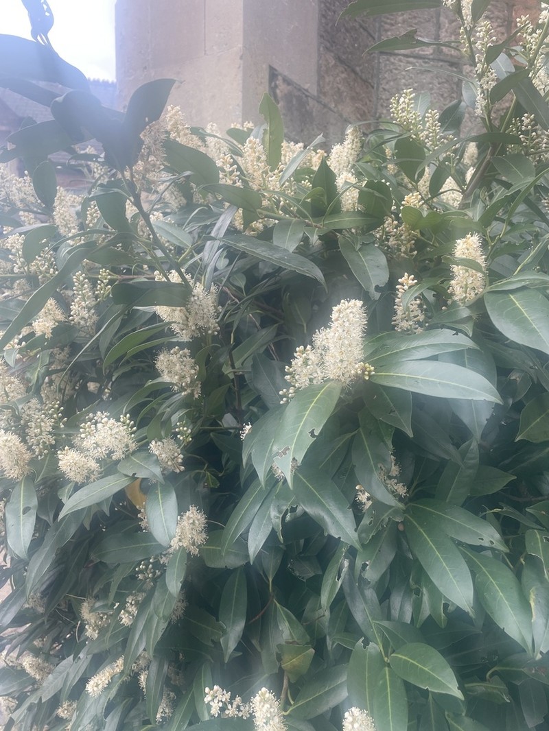 Cherry Laurel photo 8