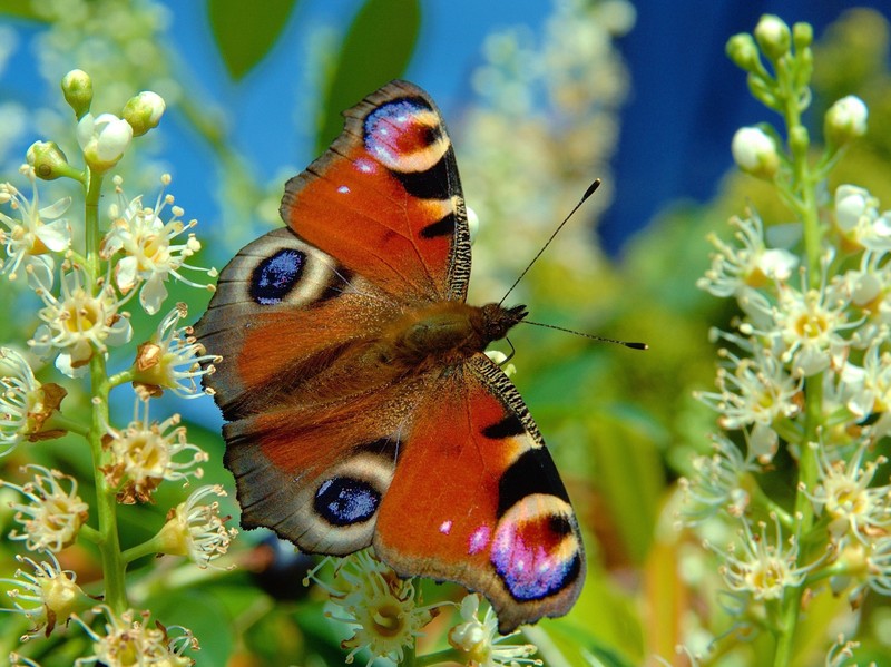 Cherry Laurel photo 2