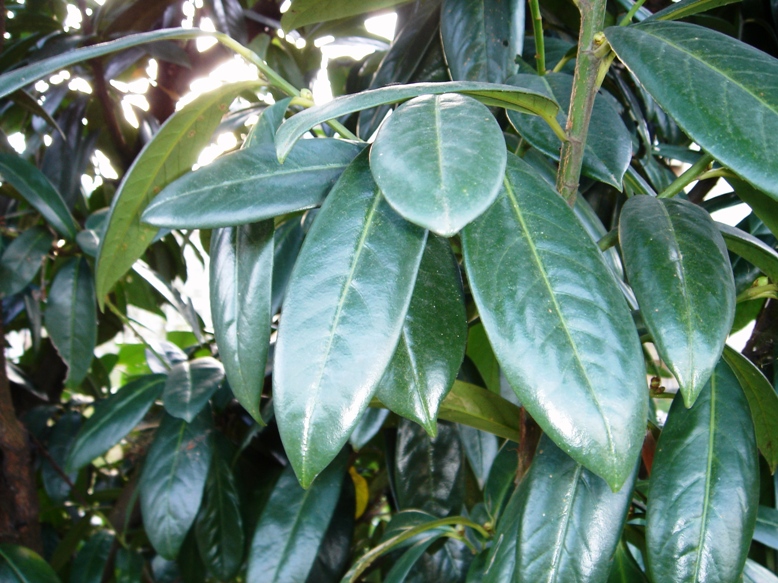 Cherry Laurel photo 5