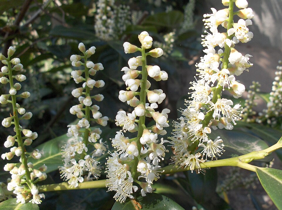 Cherry Laurel photo 6