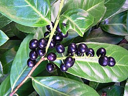 Cherry Laurel