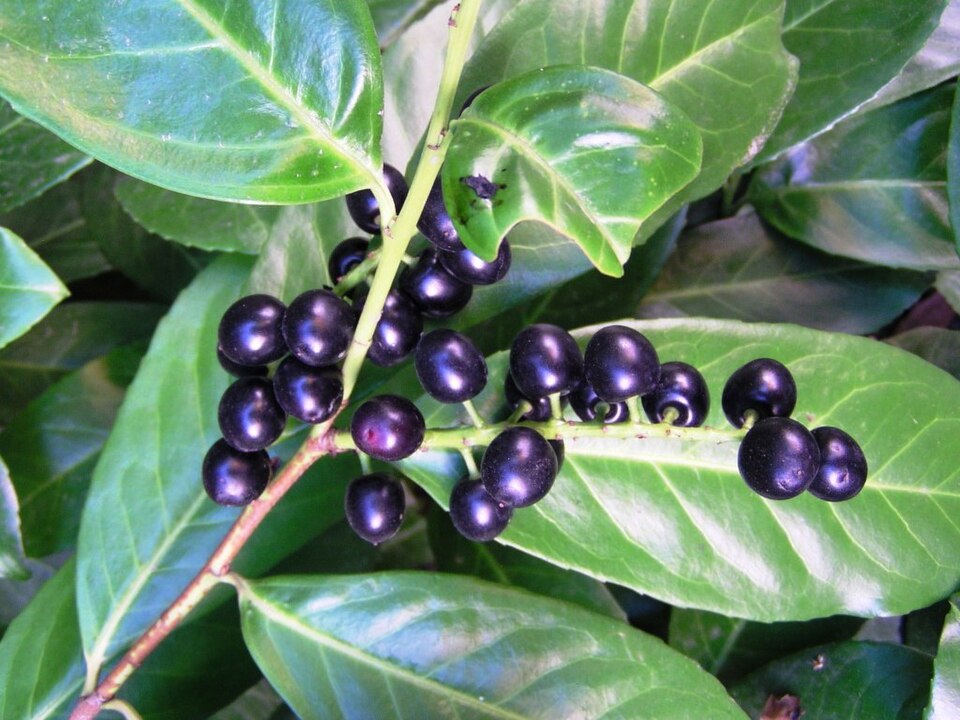 Cherry Laurel photo 7