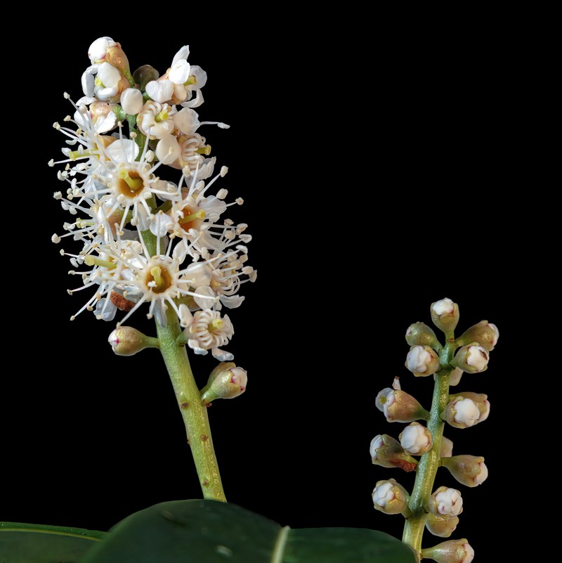 Cherry Laurel photo 3