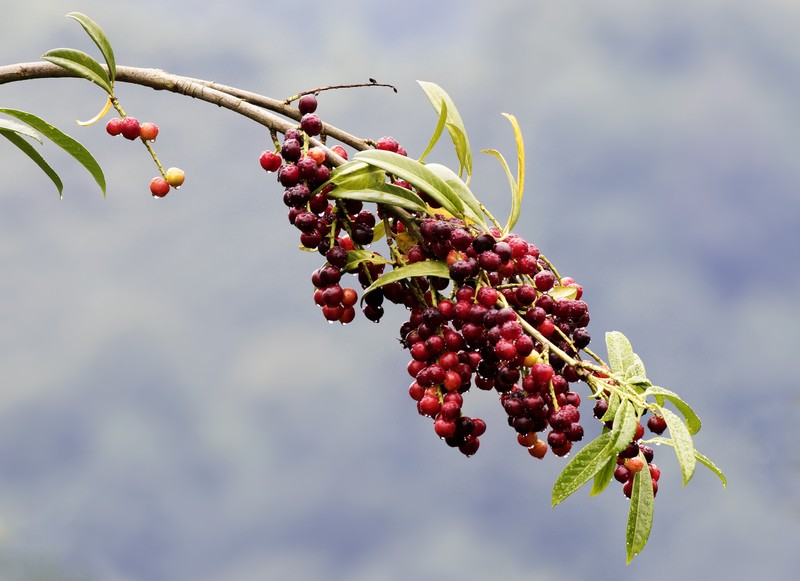 Cherry Laurel photo 4