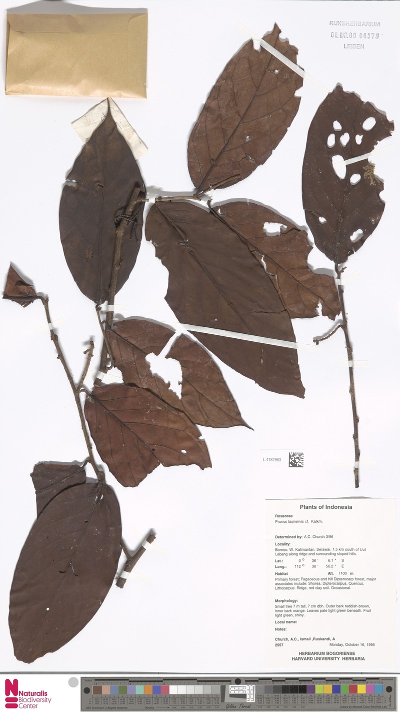 Prunus laxinervis