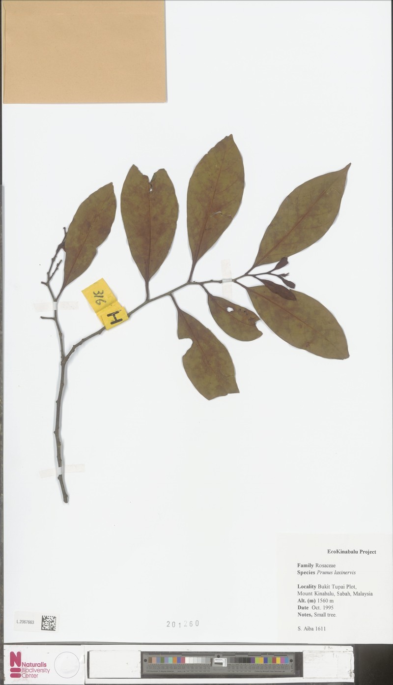 Prunus laxinervis photo 2