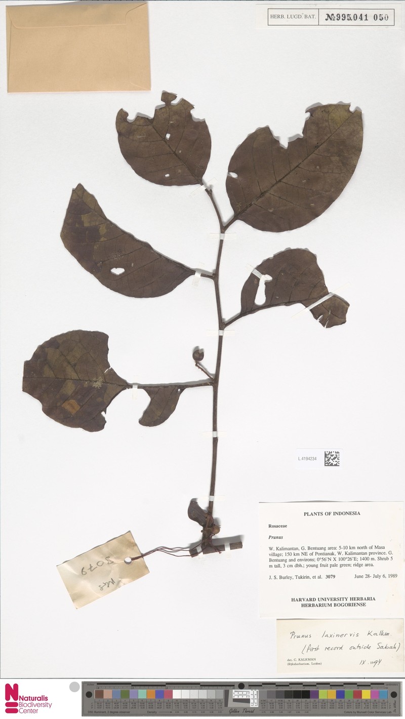 Prunus laxinervis photo 3