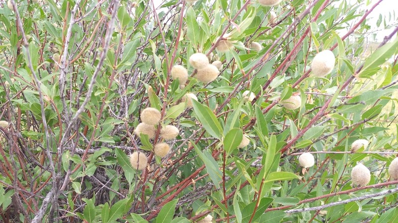 Prunus ledebouriana