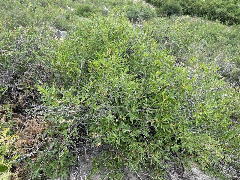 Prunus ledebouriana photo 6