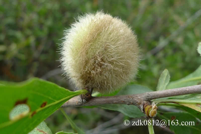 Prunus ledebouriana photo 7