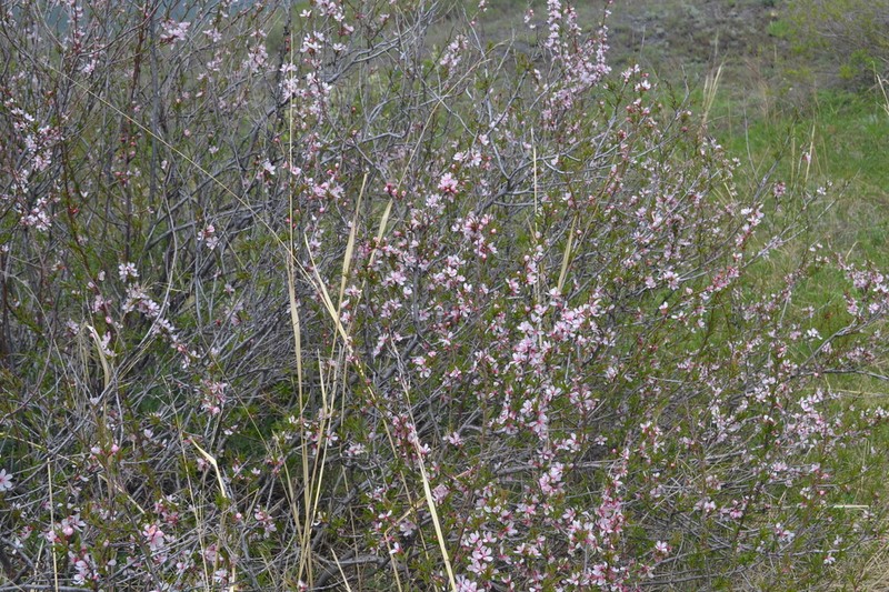 Prunus ledebouriana photo 8