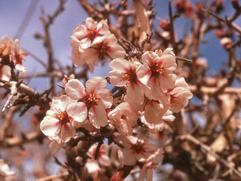 Prunus leiocarpa