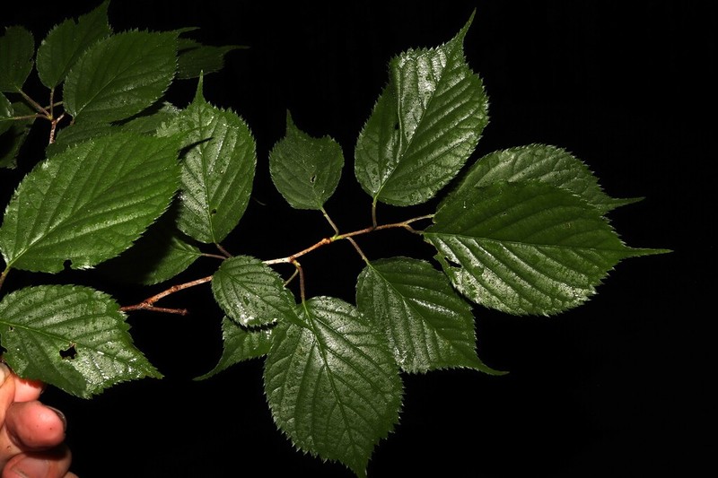 Prunus leveilleana photo 2