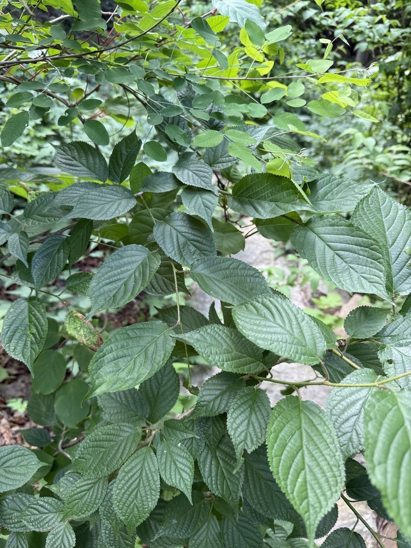 Prunus leveilleana photo 3