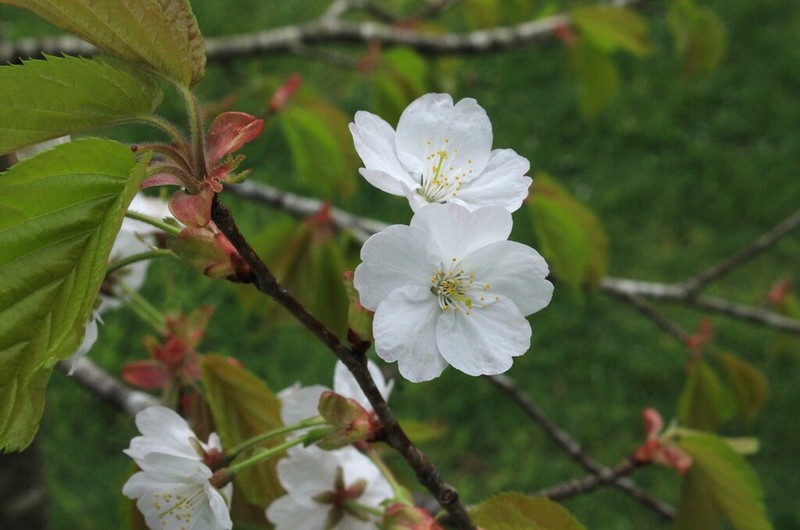 Prunus leveilleana photo 4