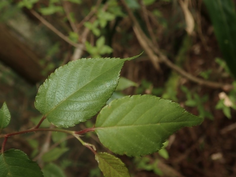 Prunus leveilleana photo 5