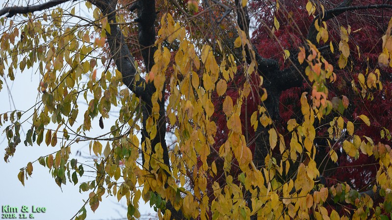 Prunus leveilleana photo 6