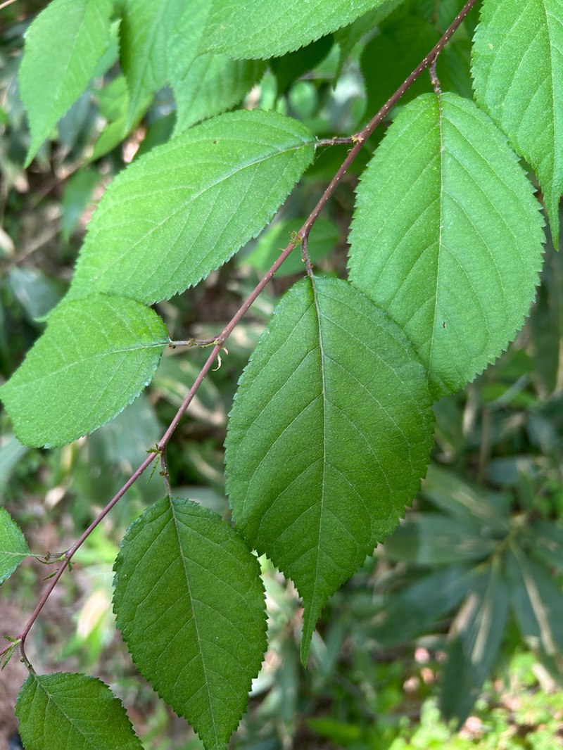 Prunus leveilleana photo 8