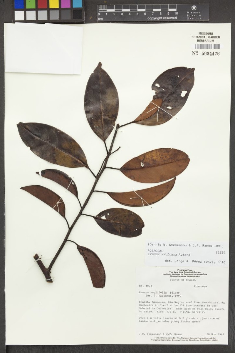 Prunus lichoana