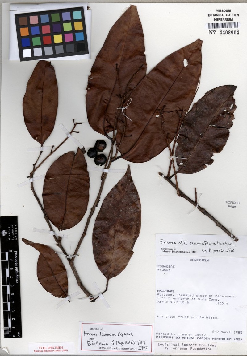 Prunus lichoana photo 2