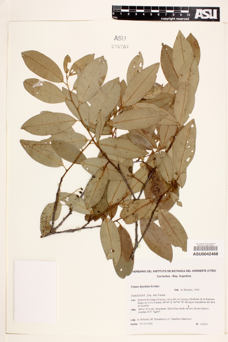Prunus ligustrina