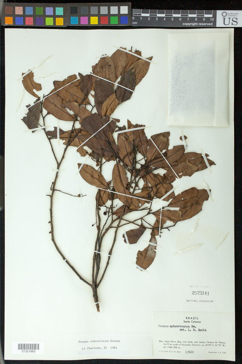 Prunus ligustrina photo 2