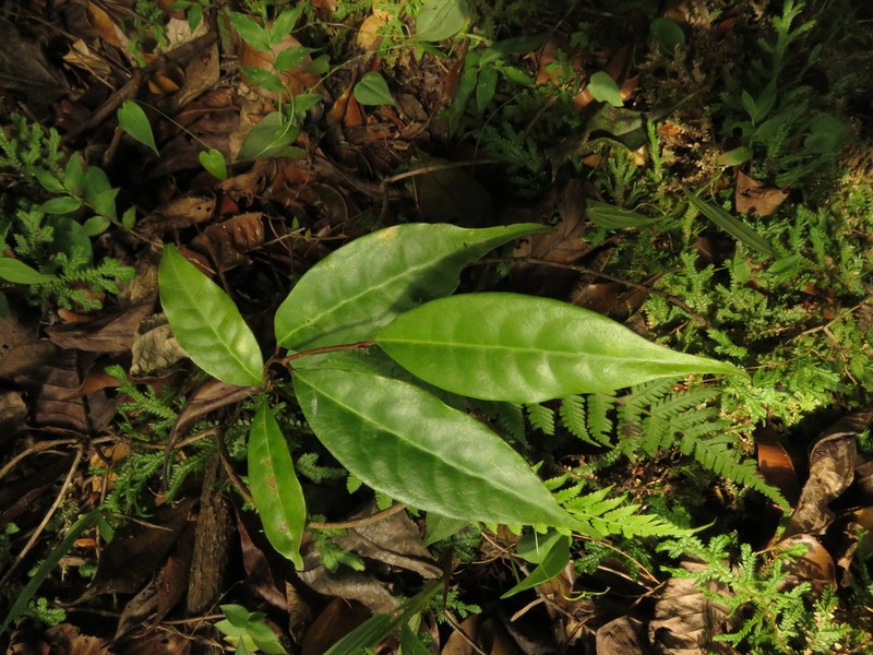 Prunus littlei