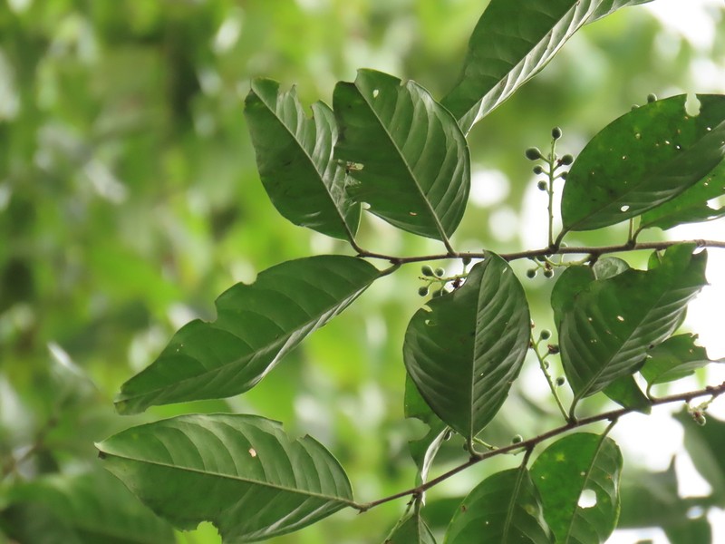 Prunus littlei photo 2